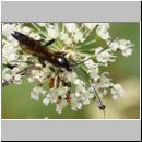 Achaius oratorius - Schlupfwespe m01d 15mm - OS-Hellern Wiese det06.jpg